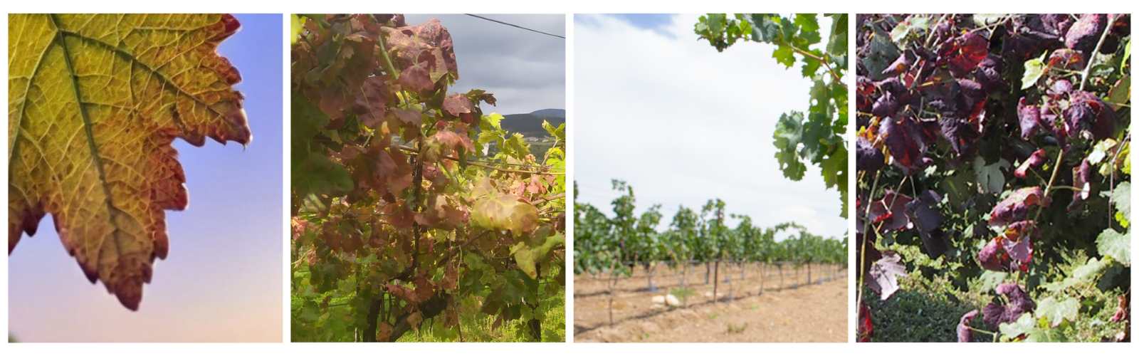 Ricerca e innovazione per il contenimento della Flavescenza dorata della vite