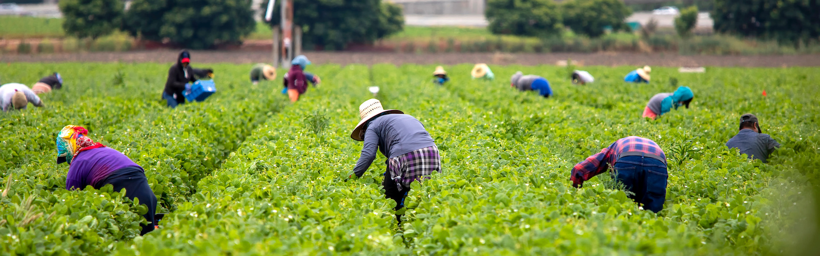 Lavoro sfruttato e caporalato
