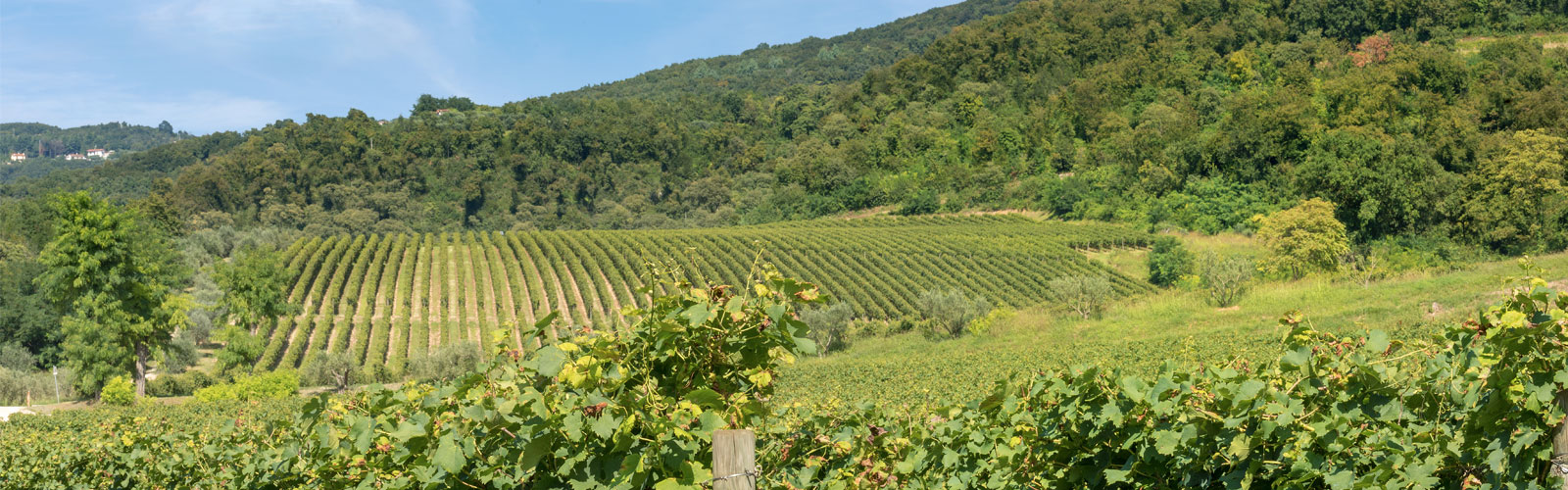 GoTo Science in Valpolicella