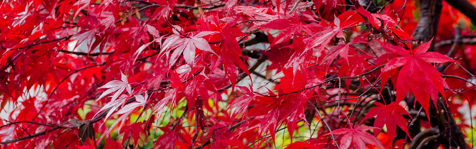 Giornata nazionale degli alberi: per un Ateneo sempre più green