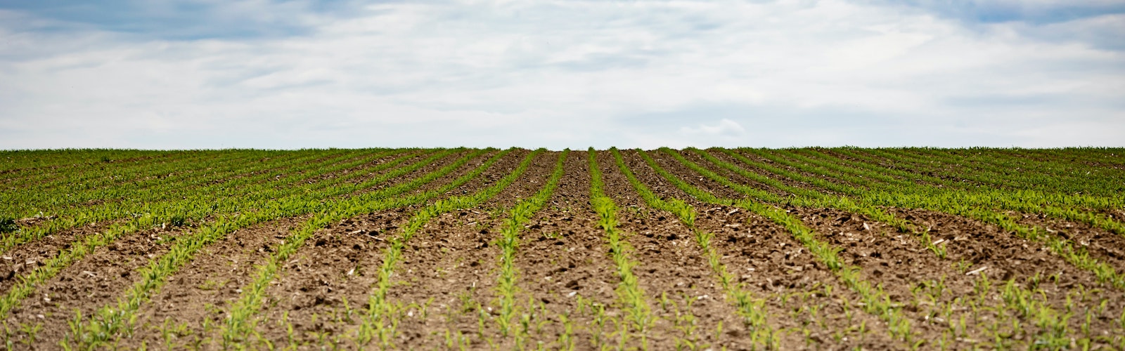 Mercato del lavoro agricolo in rete: tra vulnerabilità, competenze e digitalizzazione